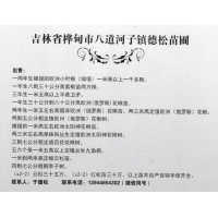 一年省嫁接欧洲小叶椴-紫椴-椴树苗-德松苗圃-东北苗木基地