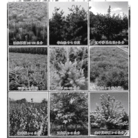 油松-东北油松价格-油松杯苗-辽宁绿化苗木基地-油松苗