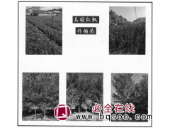 美国红枫扦插苗-美国红枫苗-东北苗木-抚顺守龙得利苗圃图1