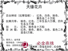 百合种球-耐寒百合-东北百合花球销售-天缘花卉-百合球图1