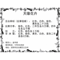 百合种球-耐寒百合-东北百合花球销售-天缘花卉-百合球