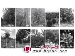 紫叶稠李-稠李苗-东北苗木-绿化工程-大连德泉园林绿化工程图1