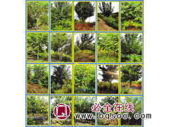 蒙古栎-东北苗木-丛生蒙古栎基地-吉林涝苑苗木基地图1