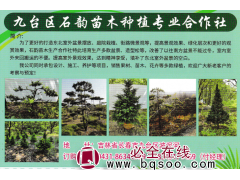 东北红豆杉-红豆杉盆景销售-园林工程-石韵苗木种植合作社图1