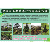 东北红豆杉-红豆杉盆景销售-园林工程-石韵苗木种植合作社