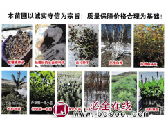 云杉多年生，红松1-4年生，吉林市金友苗圃 东北苗木图1