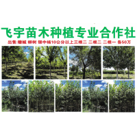 糖槭-柳树-银中杨-东北苗木-飞宇苗木合作社-绿化苗木