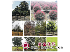 红叶石楠-红叶石楠球-高杆红叶石楠-鄢陵花木市场-成保苗圃图1