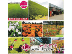 草坪销售-草坪种子-混播草-护坡草-鄢陵花木市场-春飞草业图1