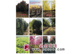 剑麻-剑麻价格-鄢陵花木市场-园林工程-鄢陵奥景花木图1