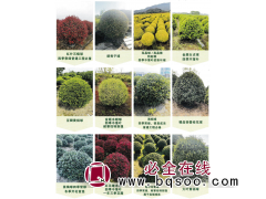 红花继木球-亮晶球-金冠球-杨凌信芳苗木-鄢陵花木市场图1