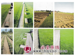 矮生百慕大(天堂草)-果岭草-四季青-鄢陵花木市场-全乔草坪图1