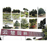 油松-黑松-造型松-景观树-鄢陵花木市场-鄢陵云楚园林