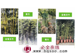 淡竹-孝顺竹-紫竹-刚竹-鄢陵花木市场-宏竹园林绿化工程图1