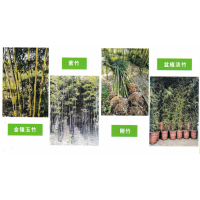 淡竹-孝顺竹-紫竹-刚竹-鄢陵花木市场-宏竹园林绿化工程