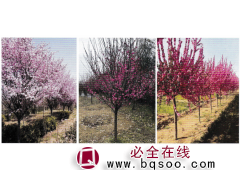 红梅-美人梅-榆叶梅-鄢陵花木市场-鄢陵涵硕园林绿化图1