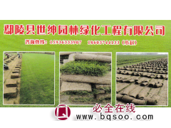 百慕大混播黑麦草-混播高羊茅-鄢陵花木市场-世绅园林图1