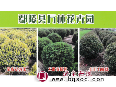 金森女贞球-大叶黄杨球-红叶石楠球-鄢陵花木市场-万林花卉图1
