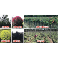 红叶石楠球-红叶石楠苗-鄢陵花木市场-万里春园林绿化