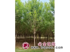 白蜡-河北白蜡基地-白蜡行道树-白蜡树-瑞达苗圃场-园林苗木图1