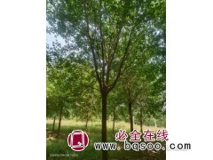 元宝枫 耐寒性强-枝叶繁茂-好成活树形优美规格齐全-保定瑞达苗圃场图1