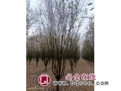 西府海棠 规格齐全 大量现货道路观赏 庭院遮荫-河北苗木-保定瑞达苗圃场图1