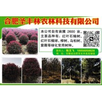 红叶石楠球-高杆红叶石楠-红叶石楠绿篱苗-圣非林农林科技