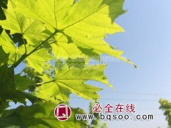 黄金枫