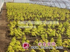 黄金枫