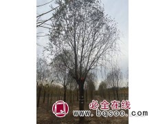 垂柳树价格/垂柳行道树/30公分垂柳 昌润园林图2