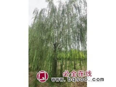 垂柳树价格/垂柳行道树/30公分垂柳 昌润园林图3