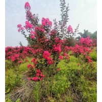 天鹅绒紫薇-成都满园红种植专业合作社