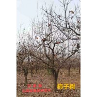 柿子树苗 柿子造型树 柿树价格表 山西果树苗木销售基地 森惠源林苗木