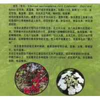 琼花-琼花盆栽-琼花小苗-扬州琼花专业园-琼花供应