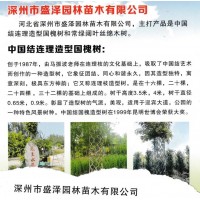 中国结连理造型国槐树-丝绵木中国结造型树-盛泽园林苗木