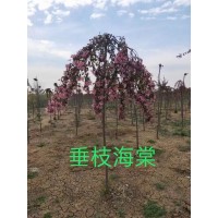 垂枝海棠 海棠价格 光辉海棠 王族海棠 辽宁丽园苗圃