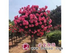树状月季 高杆月季 南阳月季基地 秀丽月季专供 王秀丽图1