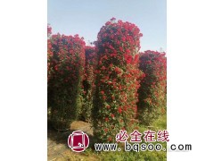 月季柱 月季造型 月季花柱 南阳月季造型基地 王秀丽专供月季图1
