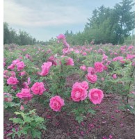 玫瑰杯苗10万高度30-50cm 非凡苗圃 东北苗木