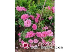 抗寒月季杯苗高度30-70cm2万+ 非凡苗圃 东北苗木图1