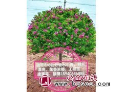 香水丁香-独杆丁香-紫花丁香-绿化工程苗-锦州绿丰园艺图1