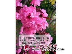 红叶榆叶梅-重瓣榆叶梅-东北绿化苗木工程-锦州绿丰园艺图1