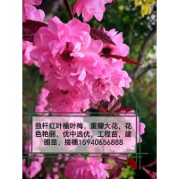 红叶榆叶梅-重瓣榆叶梅-东北绿化苗木工程-锦州绿丰园艺