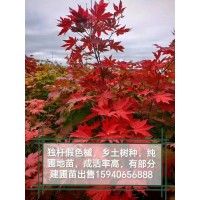 色木槭-独杆假色槭-彩叶树种-彩叶树种绿化苗木-锦州绿丰园艺