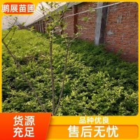 鹏展苗圃 专业培育 小叶丁香 花期长 基地直发 适生范围广