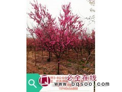 红火榆叶梅-榆叶梅价格-3-8公分价格表 东北苗木 绿丰园艺图1
