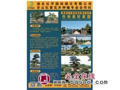 对接白蜡-白蜡造型-古桩树-大型景观树-湖北红宇园林绿化图1