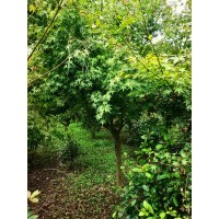鸡爪槭 10-30公分规格齐全 四季常青 适应性强 树形优美 沭阳辉鹏园林