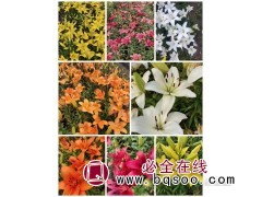 东北百合价格-百合花球-百合花苗-百合鲜切花-张馨予花卉图1