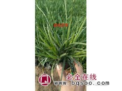 崂峪苔草-苔草批发-观赏草销售-青州草花价格表-青州英茂园艺图1